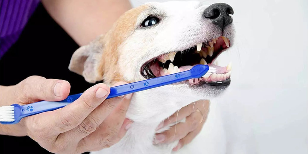 Cachorro Com Mau Hálito Veja Como Resolver Com Facilidade